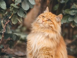 如何让猫咪喜欢上洗澡 - 宠物医生的建议