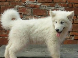 三个月黑狼犬大全：成长指南与养护知识