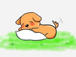 1个月边牧：新手养宠攻略与健康成长指南