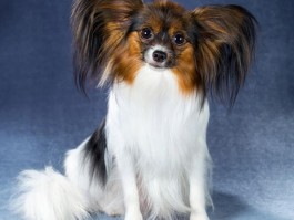两个月大的泰迪多少钱？揭开泰迪犬价格之谜