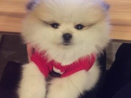 什么动物五个月出生？揭秘五种五个月大就出生的神奇动物