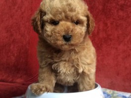 网上买狗狗可靠吗？揭开网络购犬的真相