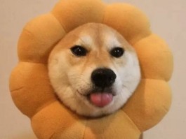 狗狗干洗：宠物清洁新选择