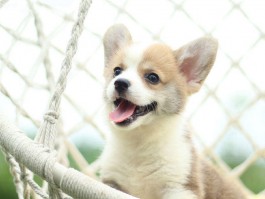 宠物狗太老不吃什么原因？揭秘老年犬饮食问题