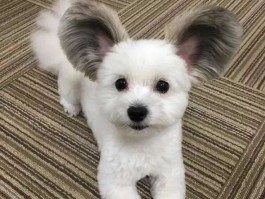 金毛12个月：成长关键期的养护指南