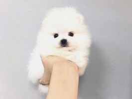 猫咪为什么身体发抖