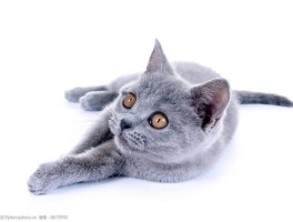 如何自制猫咪湿粮
