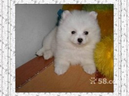 博美幼犬2个月：健康成长的关键时期