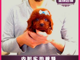 金毛几个月长牙：了解金毛犬的牙齿生长过程