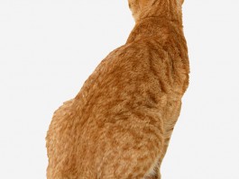 一个月的猫：养护指南与常见问题解答