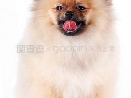 狗狗爱吃的食物：营养均衡又美味的选择