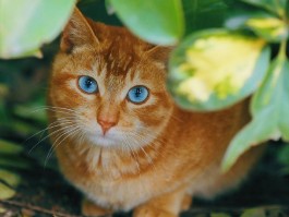猫有鼻涕什么原因？找出背后的健康信号