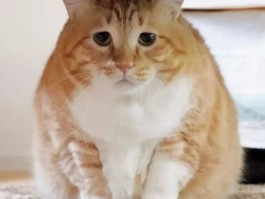 猫咪流水：揭秘猫咪饮水的秘密