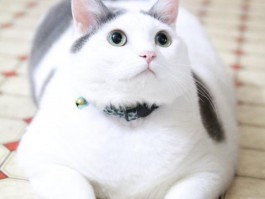 猫咪衣服做法：打造猫咪时尚风采