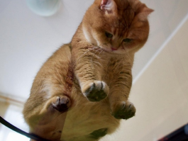 猫咪胎毛：了解其重要性及护理方法