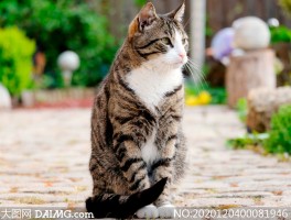 猫到处舔什么原因：揭秘猫咪的这一行为