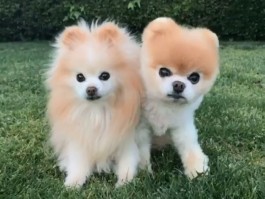 为什么狗狗会得细小