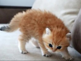 猫咪脊背抽搐：原因、症状与应对策略
