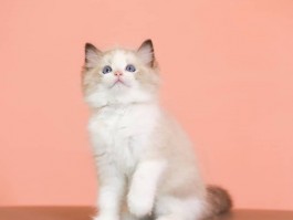 猫咪怀孕多久生：揭秘猫咪的孕期与分娩