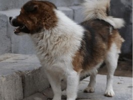 3个月博美喂多少狗粮：幼犬喂养指南