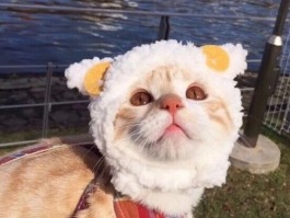 狗两个月没洗澡：健康与卫生的重要性