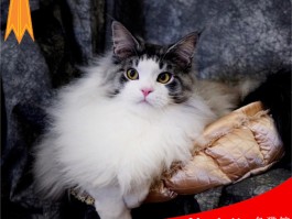 狗狗热感冒：症状、治疗与预防