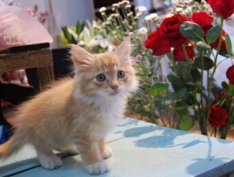 猫咪做绝育手术多少钱：全面解析费用与注意事项