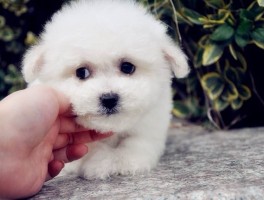 狗狗对婴儿：宠物与宝宝的和谐共处之道