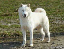 关于狗狗的资料：全方位了解您的忠诚伙伴