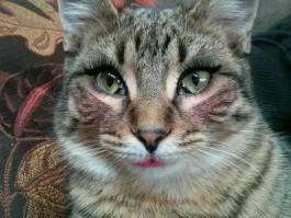 小猫几个月可以送人？科学解析最佳送养时间