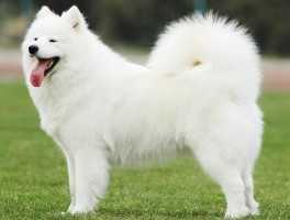 两个月猫咪：健康成长的关键时期