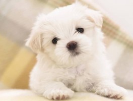 狗狗拉稀吐白沫：原因与应对措施