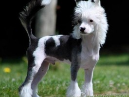 标题：三个月的犬——幼犬成长与护理指南