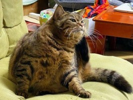 猫趴着走什么原因 - 宠物医生专业解答
