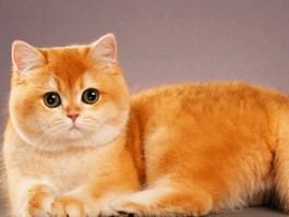 猫咪尿尿发红：原因、诊断与治疗方法
