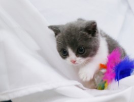 猫几个月怀孕：了解猫咪的孕期时长与护理要点