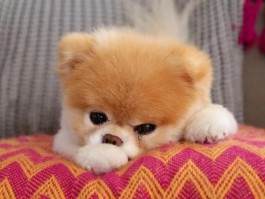 松狮几个月认主人：揭秘松狮的认主时间与情感培养