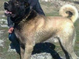 2个月边境牧羊犬幼犬：养护指南与常见问题解答