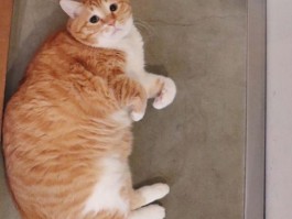 猫喜欢钻被窝的原因
