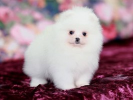 4个月狗狗吃多少狗粮：幼犬喂养全攻略