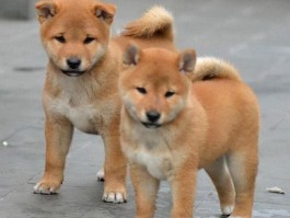 狗狗能喝婴儿奶粉吗？揭秘宠物营养误区