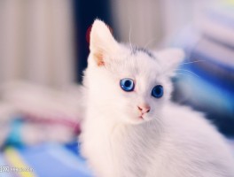 猫咪有寄生虫的表现