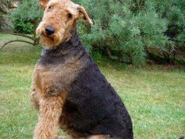 一个月的腊肠狗：新手养犬指南