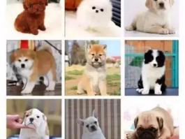 四个月马犬身高体重：了解幼犬成长的关键指标