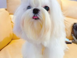 对狗狗过敏怎么办：全方位应对指南