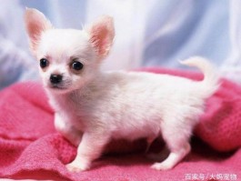 两个月的小猫好养吗？