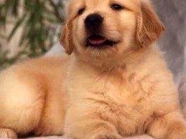 狗狗三个月能吃香蕉吗？揭开真相
