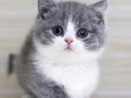 猫咪一般能活多久