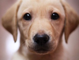 两个月的狗能带出去吗？——新手养犬指南