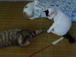 猫咪自清洁：揭秘猫的自我护理秘密